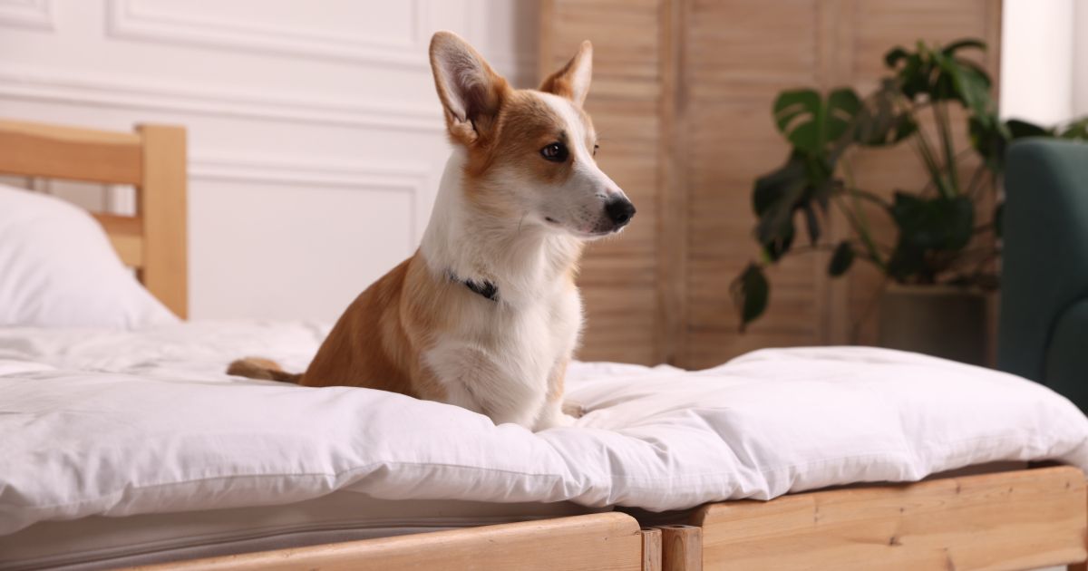 民泊のペット可物件における清掃の注意点｜毛・臭い・アレルゲン対策